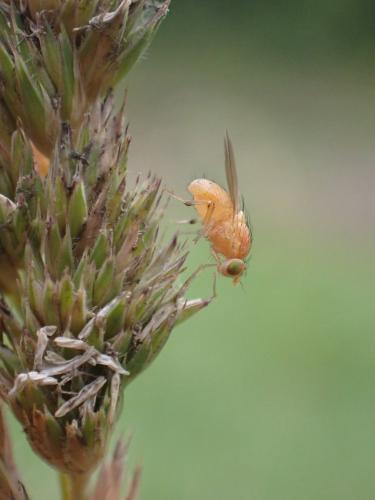 Réf. 305 611 : Sapromyzosoma quadripunctata